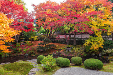 Fototapeta premium 京都の紅葉