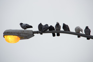 Birds on a light