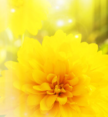 Bright background with a yellow flower