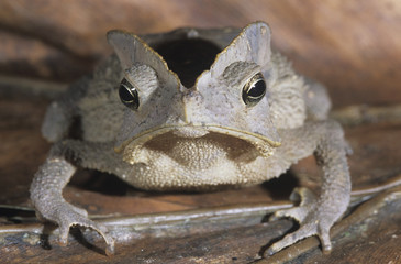 Tree frog on leaf close-up