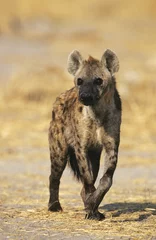 Foto op Canvas Spotted Hyena (Crocuta Cocuta) standing on savannah © moodboard