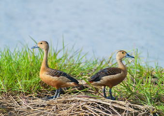 Lesser Whistling-duck(Dendrocynga javaica), duck in pond.