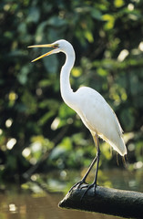 White Heron perched on log
