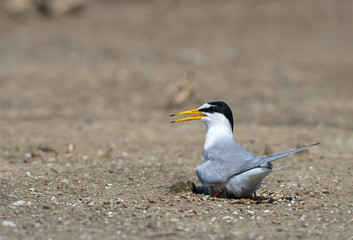 Little tern(Sternula albifrons), bird on nest at coast.