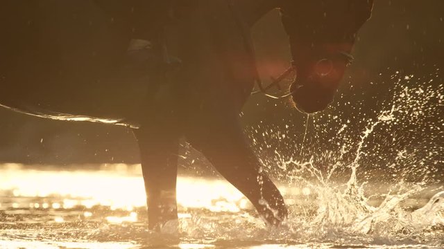 CLOSE UP: Happy dark brown horse playing with river water at golden sunset