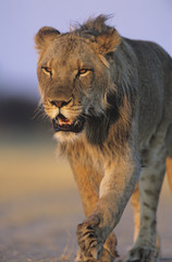 Naklejka premium Male Lion walking on savannah