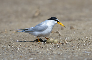 Fototapeta na wymiar Little tern(Sternula albifrons), bird on nest at coast.
