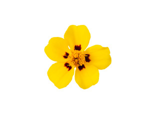 Yellow  flower isolated on white background