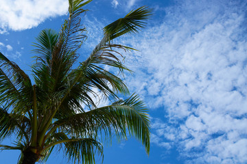 coconut tree with blue sky