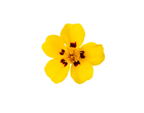Fototapeta Yellow  flower isolated on white background