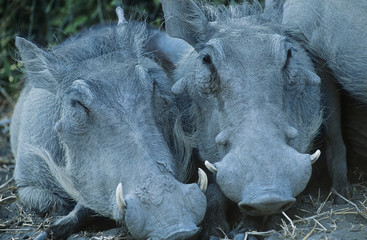 Naklejka premium Two Warthogs side by side close-up