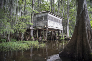 Swamp bayou scene of the American South featuring old wooden shack built into bald cypress trees...
