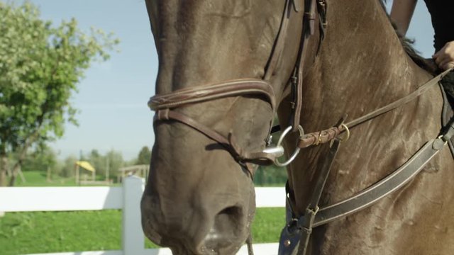 CLOSE UP: Adorable and powerful dark bay gelding trotting in outdoors manege