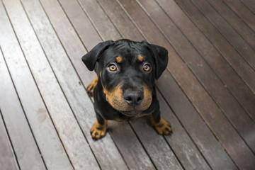 Dog Rottweiler Puppy Looking Up