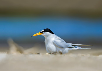 Little tern(Sternula albifrons), bird on nest at coast.