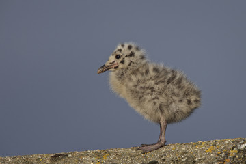 Herring Gull, (Larus argentatus) a young chick, Penzance, Cornwall, UK.