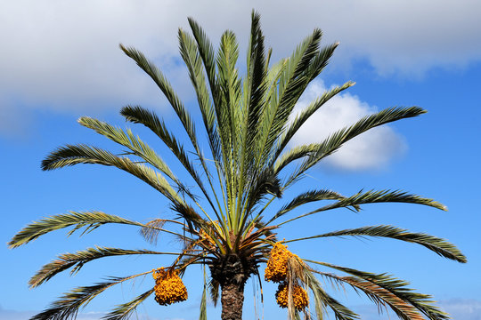 Palm tree (Phoenix canariensis) with date clusters
