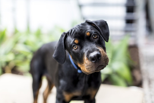 Dog Rottweiler Puppy Looking To Camera With Head Tilted