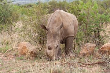 Fototapeta premium White rhinoceros in Pilanesberg Game Reserve, South Africa