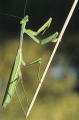 Praying Mantis climbing twig