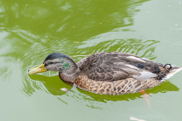 mallard (Anas platyrhynchos)