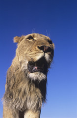 Male Lion against blue sky low angle view