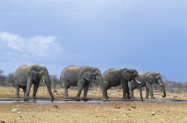 Four African Elephants (Loxodonta Africana) in a row