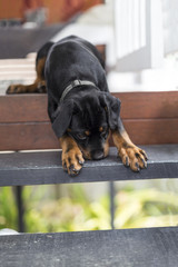 Dog Rottweiler Puppy Attempting To Get Down Stairs
