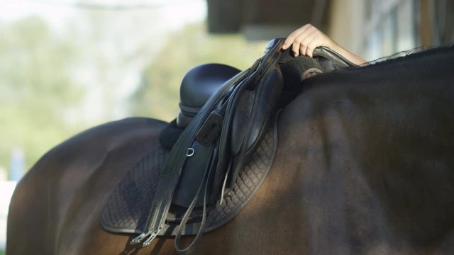 SLOW MOTION CLOSE UP: Unrecognizable person saddling up a big dark horse