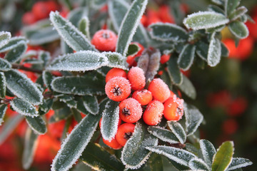 Bacche rosse di Pyracantha coperte dal gelo. Cespuglio in inverno. Sfondo di Natale.