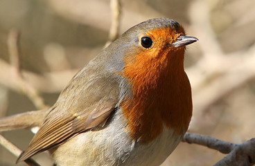 European Robin (Erithacus rubecula), extreme closeup