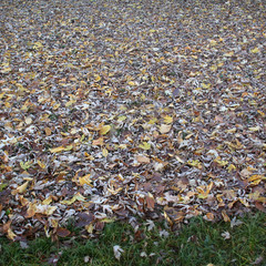 Foglie cadute sul prato in giardino in autunno.