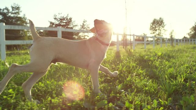CLOSE UP: Happy young puppy dog jumping freely around on countryside farm ranch