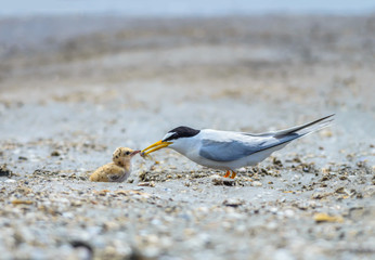 Little tern(Sternula albifrons), bird on nest at coast.