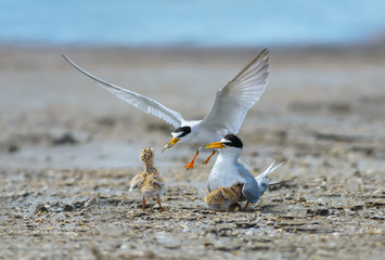 Little tern(Sternula albifrons), bird on nest at coast.
