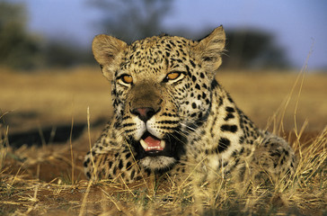 Obraz premium Leopard (Panthera Pardus) lying in grass on savannah