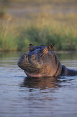Fototapeta na wymiar Hippopotamus (Hippopotamus Amphibius) bathing in waterhole