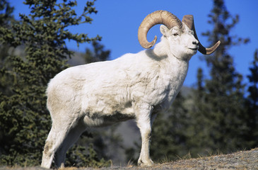 Mountain Goat near forest