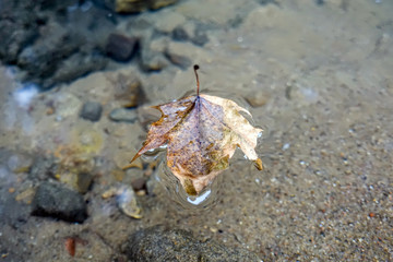 Dry leaf in water