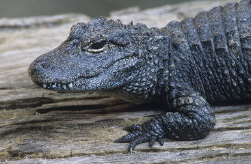 Alligator close-up