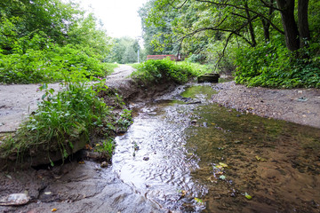 Obraz premium Stream in the wood