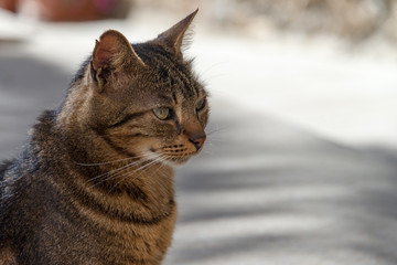 Katze entspannt auf Beute wartend