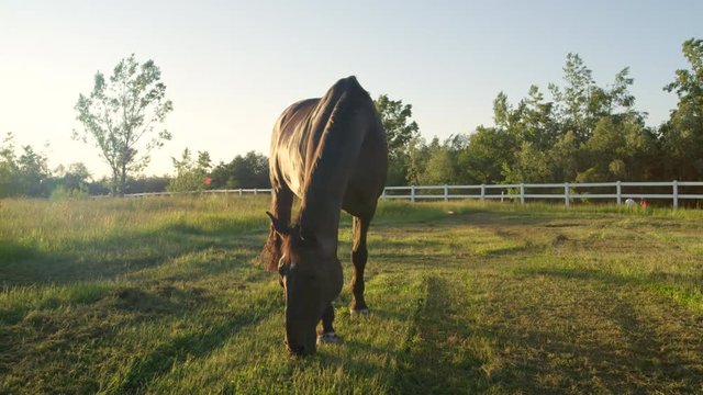 CLOSE UP: Stunning dark brown horse pasturing on countryside field at sunset