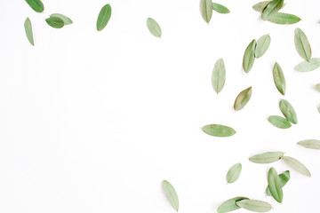 frame with green petals isolated on white background. flat lay, top view