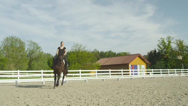 SLOW MOTION: Beautiful dark brown stallion trotting in big outdoors manege