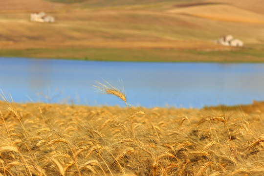 RURAL LANDSCAPE SUMMER.Between Apulia and Basilicata:wheat fields harvested. Lake Basentello (Poggiorsini) -ITALY-Solitary wheat ear on blue background.