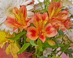 Obraz na płótnie Canvas orange freesia flowers bunch closeup