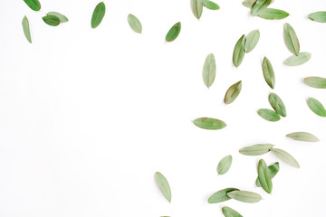 Naklejka premium frame with green petals isolated on white background. flat lay, top view