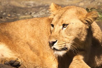 lion