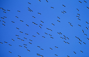 Flock of migrating birds